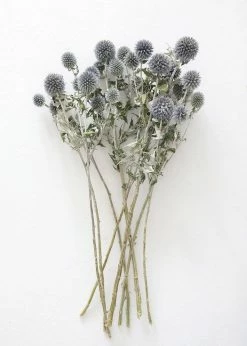 Afloral Dried Flowers Blue Dried Echinops Globe Thistles - 16-22