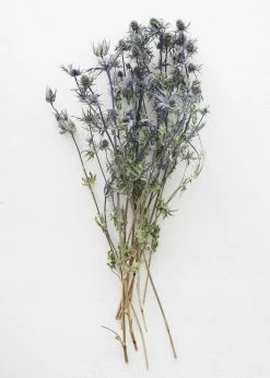 Afloral Dried Flowers Dried Eryngium Sea Holly Flowers - 15-22"