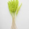 Afloral Chartreuse Dried Pampas Grass - 25-28"