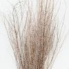 Afloral Dried Hoary Willow Branches - 20-30"