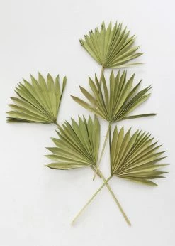 Bundle Of 5 Afloral Green Sun Palms - 14-20