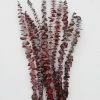 Afloral Cayenne Red Preserved Spiral Eucalyptus - 19-24" Dried Flowers