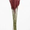 Afloral Dried Flowers Preserved Burgundy Plume Reed Grass - 36-40"