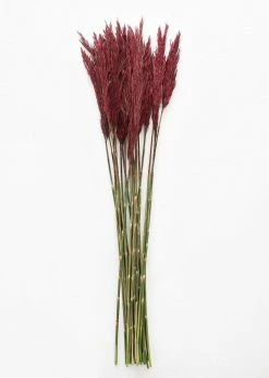 Afloral Dried Flowers Preserved Burgundy Plume Reed Grass - 36-40"