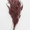 Afloral Preserved Burgundy Seeded Eucalyptus - 18-28" Dried Flowers