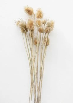 Afloral Bundle Of 10 Dried Chardon Thistles - 18-24