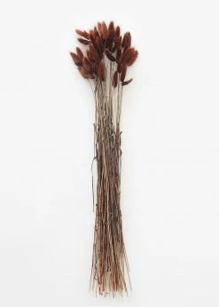 Afloral Dried Flowers Dried Bunny Tails In Walnut - 22-30"