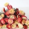 Afloral Dried Flowers Coral Dried Helichrysum Daisies - 15-22"