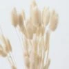 Afloral Natural Dried Bunny Tail - 18-28" Dried Flowers