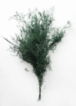 Afloral Dried Flowers Preserved Greenery Asparagus Fern - 22-34"