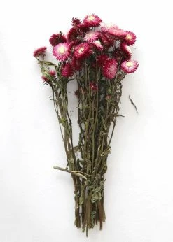 Afloral Dried Flowers Deep Pink Dried Everlasting Daisies - 15-22