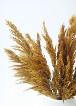 Afloral Dried Flowers Gold Dried Plume Reed Grass - 36-40"
