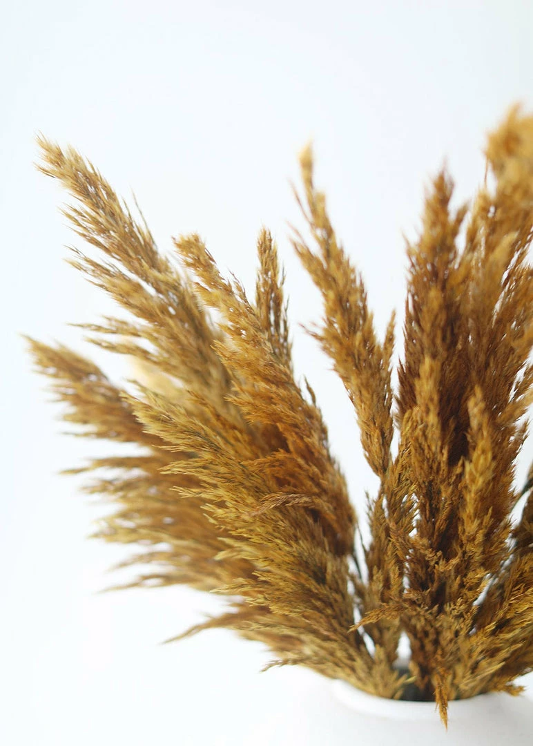 Afloral Dried Flowers Gold Dried Plume Reed Grass - 36-40"