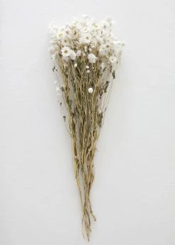 Afloral White Preserved Rodanthe Flowers - 22-28" Dried Flowers