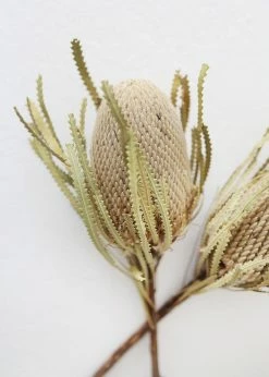 Afloral Bundle Of 2 Dried Banksia Protea Flowers - 12-16"
