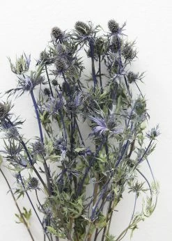 Afloral Dried Flowers Dried Eryngium Sea Holly Flowers - 15-22