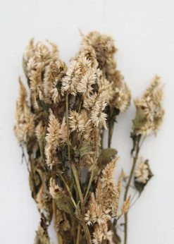Afloral Dried Celosia Flowers In Terracotta