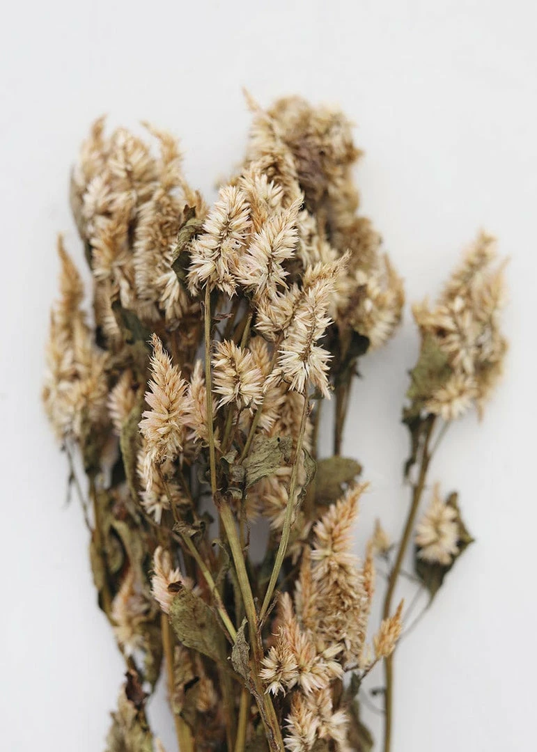 Afloral Dried Celosia Flowers In Terracotta