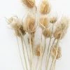 Afloral Bundle Of 10 Dried Chardon Thistles - 18-24"