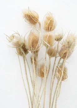 Afloral Bundle Of 10 Dried Chardon Thistles - 18-24"
