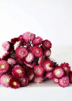 Afloral Dried Flowers Deep Pink Dried Everlasting Daisies - 15-22
