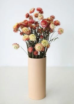 Afloral Dried Flowers Coral Dried Helichrysum Daisies - 15-22