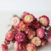 Afloral Dried Pink Helichrysum Everlasting Daisies - 15-22" Dried Flowers