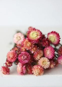 Afloral Dried Pink Helichrysum Everlasting Daisies - 15-22" Dried Flowers