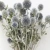 Afloral Dried Flowers Blue Dried Echinops Globe Thistles - 16-22"