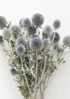 Afloral Dried Flowers Blue Dried Echinops Globe Thistles - 16-22"