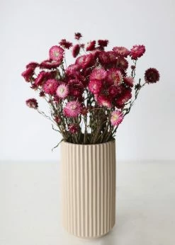 Afloral Dried Flowers Deep Pink Dried Everlasting Daisies - 15-22