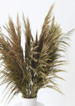 Afloral Bundle Of 2 Preserved Plume Reed Grass - 34-38