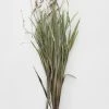 Afloral Dried Orchid Grass With Orange Buds - 22-28" Dried Flowers