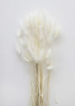 Afloral White Dried Bunny Tails - 18-28
