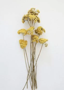 Afloral Dried Natural Yarrow Flowers - 18-24