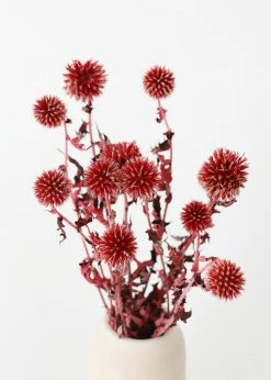 Afloral Dried Flowers Burgundy Dried Echinops Thistle Flowers - 18-28