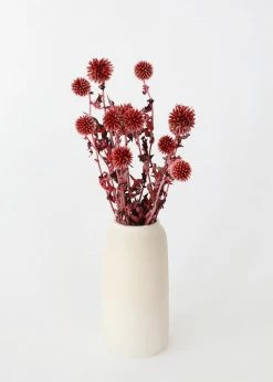 Afloral Dried Flowers Burgundy Dried Echinops Thistle Flowers - 18-28