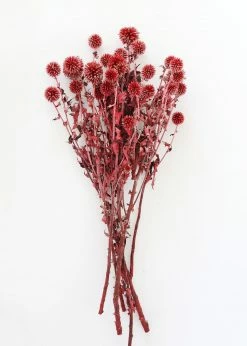 Afloral Dried Flowers Burgundy Dried Echinops Thistle Flowers - 18-28"