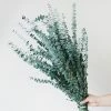 Afloral Dried Flowers Green Preserved Spiral Eucalyptus - 28-30"