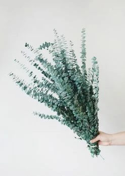 Afloral Dried Flowers Green Preserved Spiral Eucalyptus - 28-30"