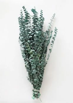 Afloral Dried Flowers Green Preserved Spiral Eucalyptus - 28-30