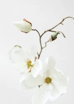 Afloral Silk Magnolia In Cream White - 19