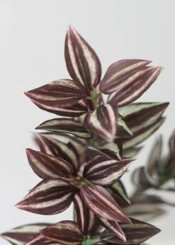 Afloral Mini Wandering Jew Pick - 11" Artificial Plants