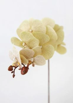 Afloral Beige Fake Phalaenopsis Orchid Flowers - 30" Artificial Flowers