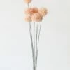 Afloral Artificial Craspedia Billy Buttons In Pink - 21"