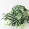 Afloral Artificial Natural Touch Watermelon Peperomia Plant - 13"