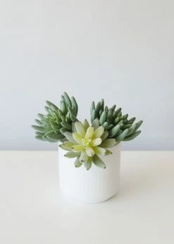 Afloral Artificial Plants Artificial Flocked Succulents Agave Cactus - 4