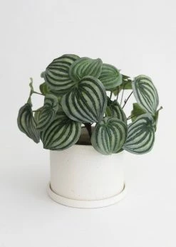 Afloral Speckled Ceramic Pot With Saucer - 5.5"