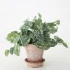 Afloral Artificial Satin Pothos House Plant - 9"