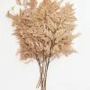 Afloral Bundle Of 10 Preserved Taupe Flat Ferns - 16-20"